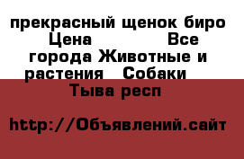 прекрасный щенок биро › Цена ­ 20 000 - Все города Животные и растения » Собаки   . Тыва респ.